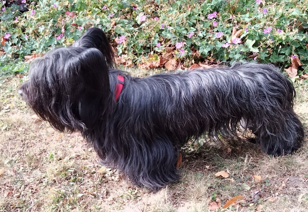 de la violette des îles - Club des terriers d'Écosse 