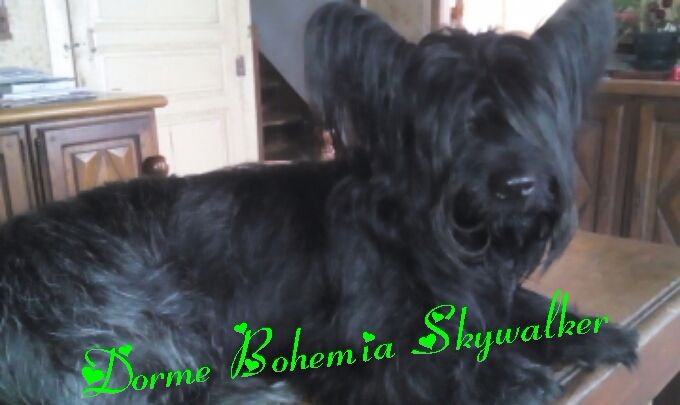 Dorme bohemia skywalker